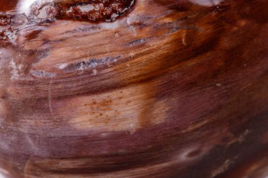 Makro mineral taş zemin taşlaşmış ağaç beyaz arka plan üzerinde Kapat