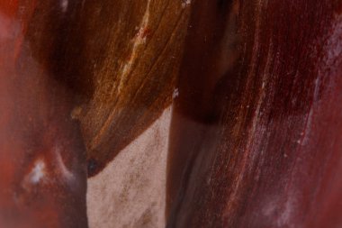 Makro mineral taş zemin taşlaşmış ağaç beyaz arka plan üzerinde Kapat