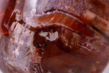 Makro mineral taş zemin taşlaşmış ağaç beyaz arka plan üzerinde Kapat