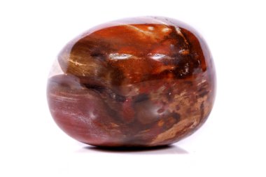 Makro mineral taş zemin taşlaşmış ağaç beyaz arka plan üzerinde Kapat