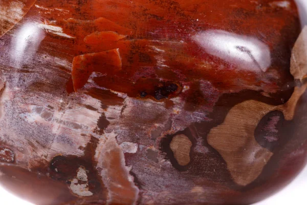 Makro Mineral Taş Zemin Taşlaşmış Ağaç Beyaz Arka Plan Üzerinde — Stok fotoğraf