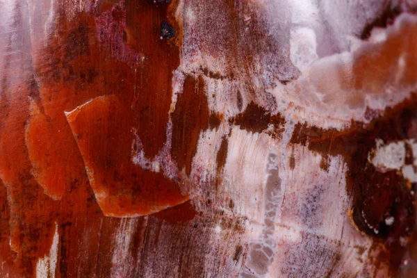 Makro mineral taş zemin taşlaşmış ağaç beyaz arka plan üzerinde Kapat