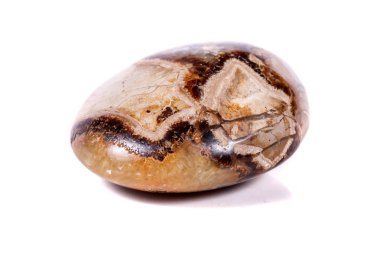 Beyaz arka plan yakın çekim Simbirzit ve Septaria makro mineral taş