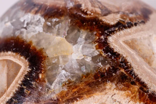 Macro Minerale Stone Simbirzit Septaria Witte Achtergrond Close — Stockfoto