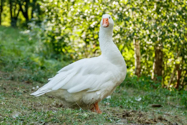 Schöne Schwäne Sitzen Auf Grünem Gras Aus Nächster Nähe — Stockfoto