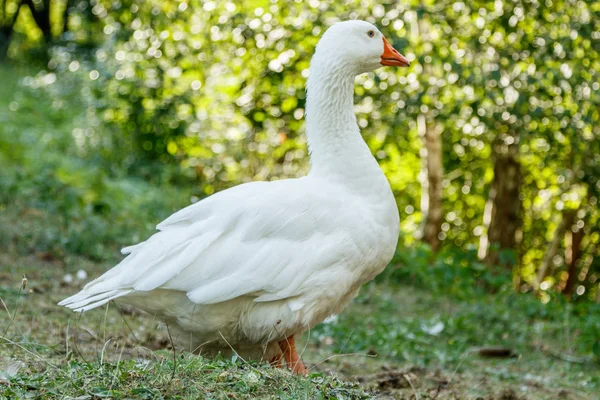 Beaux Cygnes Assis Sur Herbe Verte Gros Plan — Photo