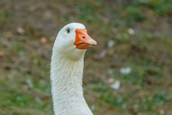 Schöne Schwäne Sitzen Auf Grünem Gras Aus Nächster Nähe — Stockfoto