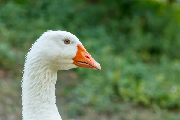 Belos Cisnes Sentar Grama Verde Perto — Fotografia de Stock