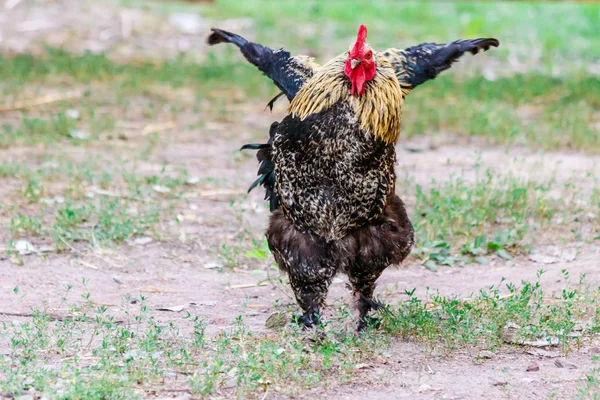 Vackra Kuk Gräs Bakgrund Närbild — Stockfoto