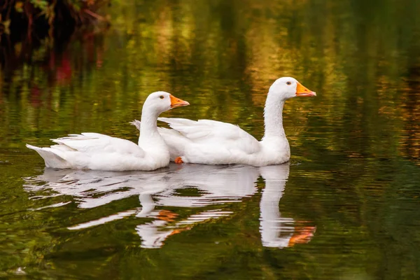 beautiful pair of geese floating on water close up