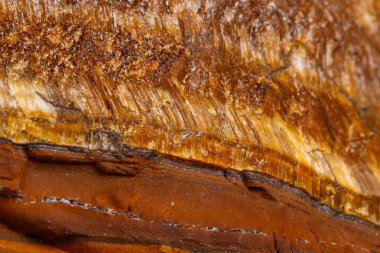 Makro mineral taş kaplan'ın gözünün içine belgili tanımlık doğurmak beyaz bir arka plan üzerinde Kapat