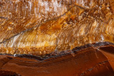 Makro mineral taş kaplan'ın gözünün içine belgili tanımlık doğurmak beyaz bir arka plan üzerinde Kapat