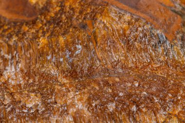 Makro mineral taş kaplan'ın gözünün içine belgili tanımlık doğurmak beyaz bir arka plan üzerinde Kapat