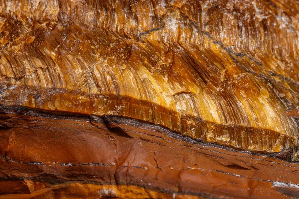 Macro mineral stone Tiger's eye in the breed on a white background close up