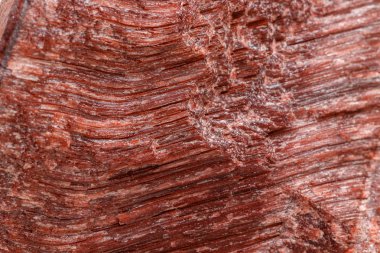 Kaplan'ın gözünün içine belgili tanımlık doğurmak beyaz bir arka plan üzerinde makro mineral taş boğa göz, yakın çekim