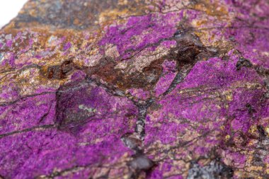 (Mor) purpurite beyaz bir arka plan doğurmak içinde makro mineral taş purpureus, yakın çekim