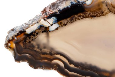 Beyaz bir arka plan makro mineral taş sarı, kahverengi akik doğurmak yakın çekim