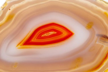 Beyaz bir arka plan makro mineral taş sarı, kahverengi akik doğurmak yakın çekim