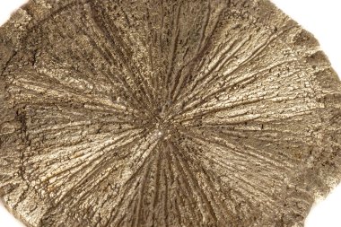 Makro mineral taş pirit doları beyaz arka plan yakın çekim