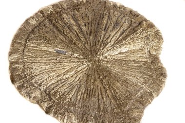 Makro mineral taş pirit doları beyaz arka plan yakın çekim