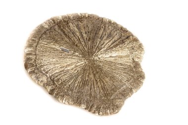 Makro mineral taş pirit doları beyaz arka plan yakın çekim