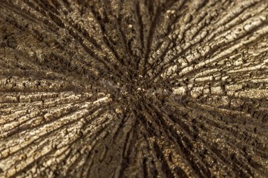 Makro mineral taş pirit doları beyaz arka plan yakın çekim