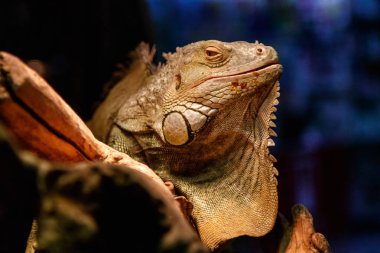 Güzel büyük kertenkele iguana yakın çekim