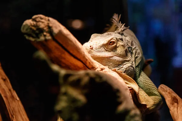 Szép Nagy Gyík Iguana Közelről — Stock Fotó