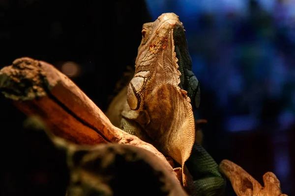 Szép Nagy Gyík Iguana Közelről — Stock Fotó