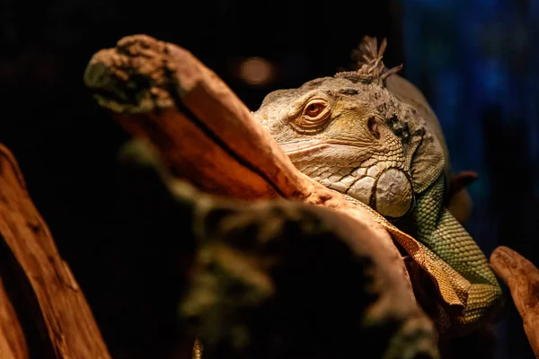 Szép Nagy Gyík Iguana Közelről — Stock Fotó