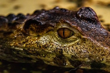 krakodil gözleri pürüzsüz gözlü caiman yakın çekim