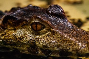krakodil gözleri pürüzsüz gözlü caiman yakın çekim