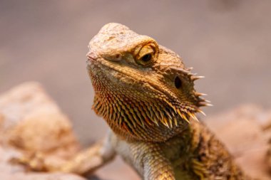 Güzel kertenkele sakallı Agama, Pogona vitticeps yakın bir yukarı