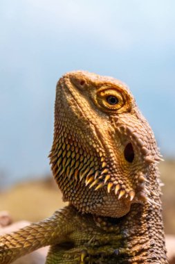 Güzel kertenkele sakallı Agama, Pogona vitticeps yakın bir yukarı