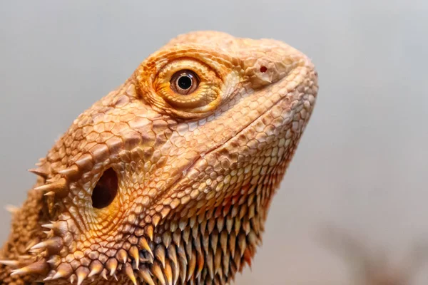 Güzel Kertenkele Sakallı Agama Pogona Vitticeps Yakın Bir Yukarı — Stok fotoğraf