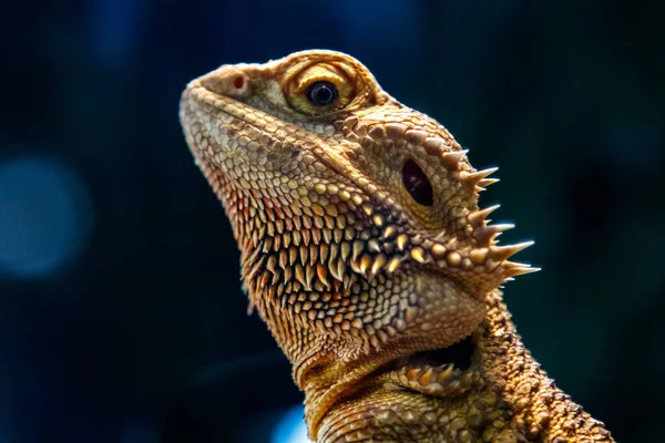 stock image Beautiful Lizard Bearded Agama, Pogona vitticeps a close up