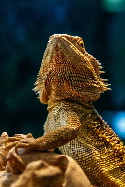 Krásná Ještěrka Vousatých Agama Pogona Vitticeps Konci Nahoru — Stock fotografie