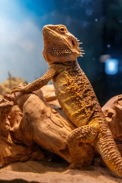 Lagarto Bonito Barbudo Agama Pogona Vitticeps Close — Fotografia de Stock