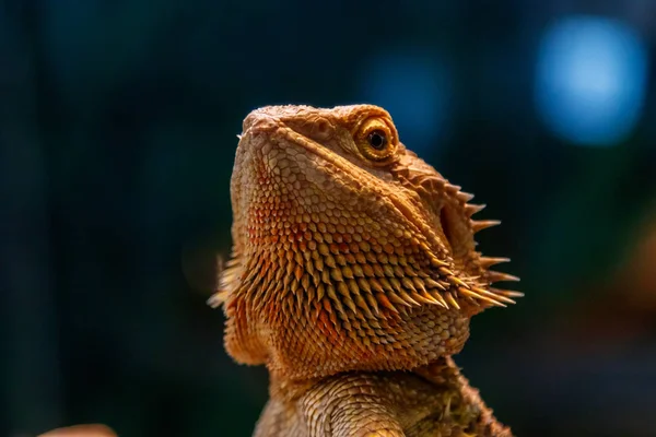 Beautiful Lizard Bearded Agama Pogona Vitticeps Close — Stock Photo, Image