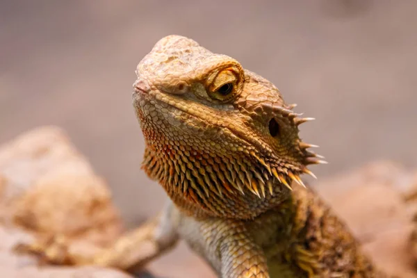 Güzel Kertenkele Sakallı Agama Pogona Vitticeps Yakın Bir Yukarı — Stok fotoğraf