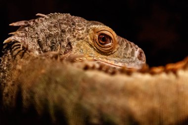 Iguana iguana güzel Iguana yeşil, yakın çekim