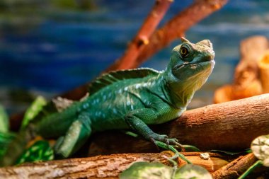 Güzel kertenkele miğferli Basilisk, Basiliscus, Tüylü plumiphrins yakın çekim Basilscus