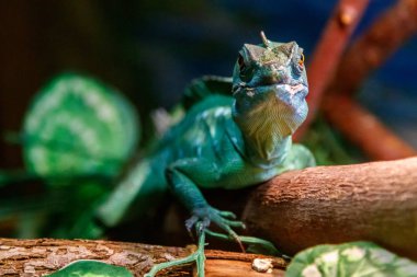 Güzel kertenkele miğferli Basilisk, Basiliscus, Tüylü plumiphrins yakın çekim Basilscus