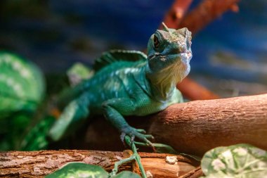 Güzel kertenkele miğferli Basilisk, Basiliscus, Tüylü plumiphrins yakın çekim Basilscus