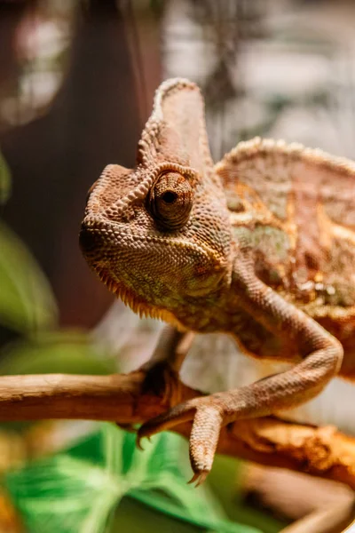 Gyönyörű Gyík Jemen Chameleon Chameleon Fátyolos Chamaeleo Calyptratus Közelről — Stock Fotó