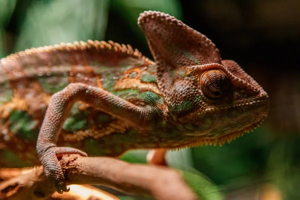Gyönyörű Gyík Jemen Chameleon Chameleon Fátyolos Chamaeleo Calyptratus Közelről — Stock Fotó