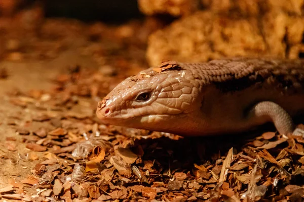 Beautiful blue-eyed skink lizard, tiliqua scincoides close-up