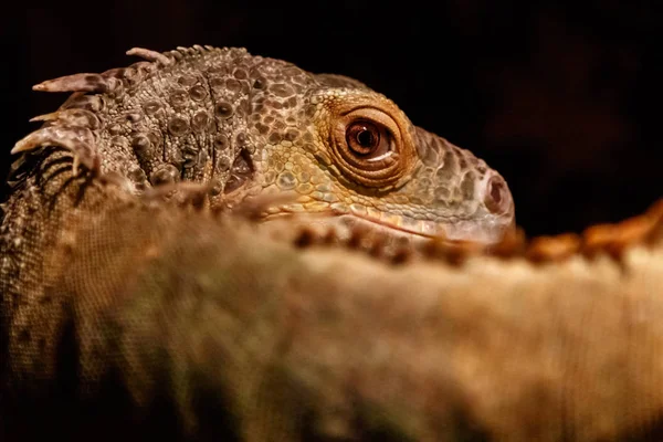 Magnifique Iguane Vert Iguana Iguana Gros Plan — Photo