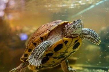 Güzel kaplumbağa yüzer su yakın çekim