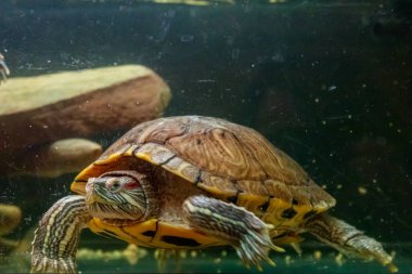 Güzel kaplumbağa yüzer su yakın çekim